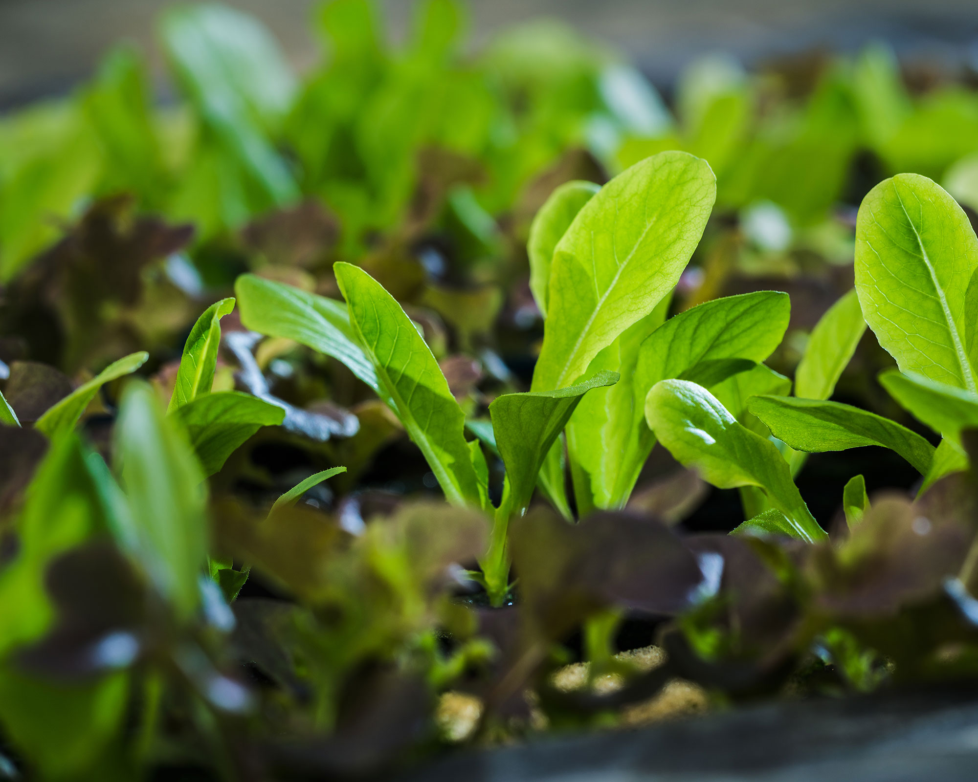 https://www.irisbusiness.com/wp-content/uploads/2024/01/leaf-3.jpg